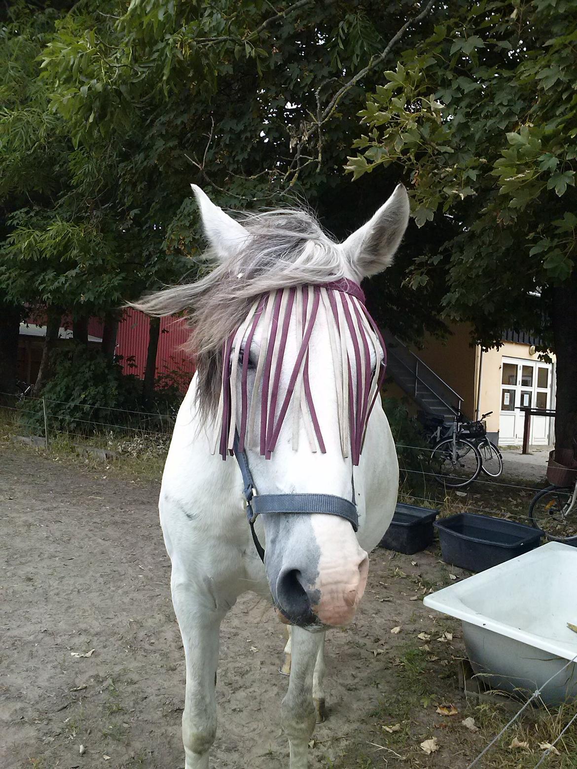 Hollandsk Sportspony Moonligt - der blæser det billede 16