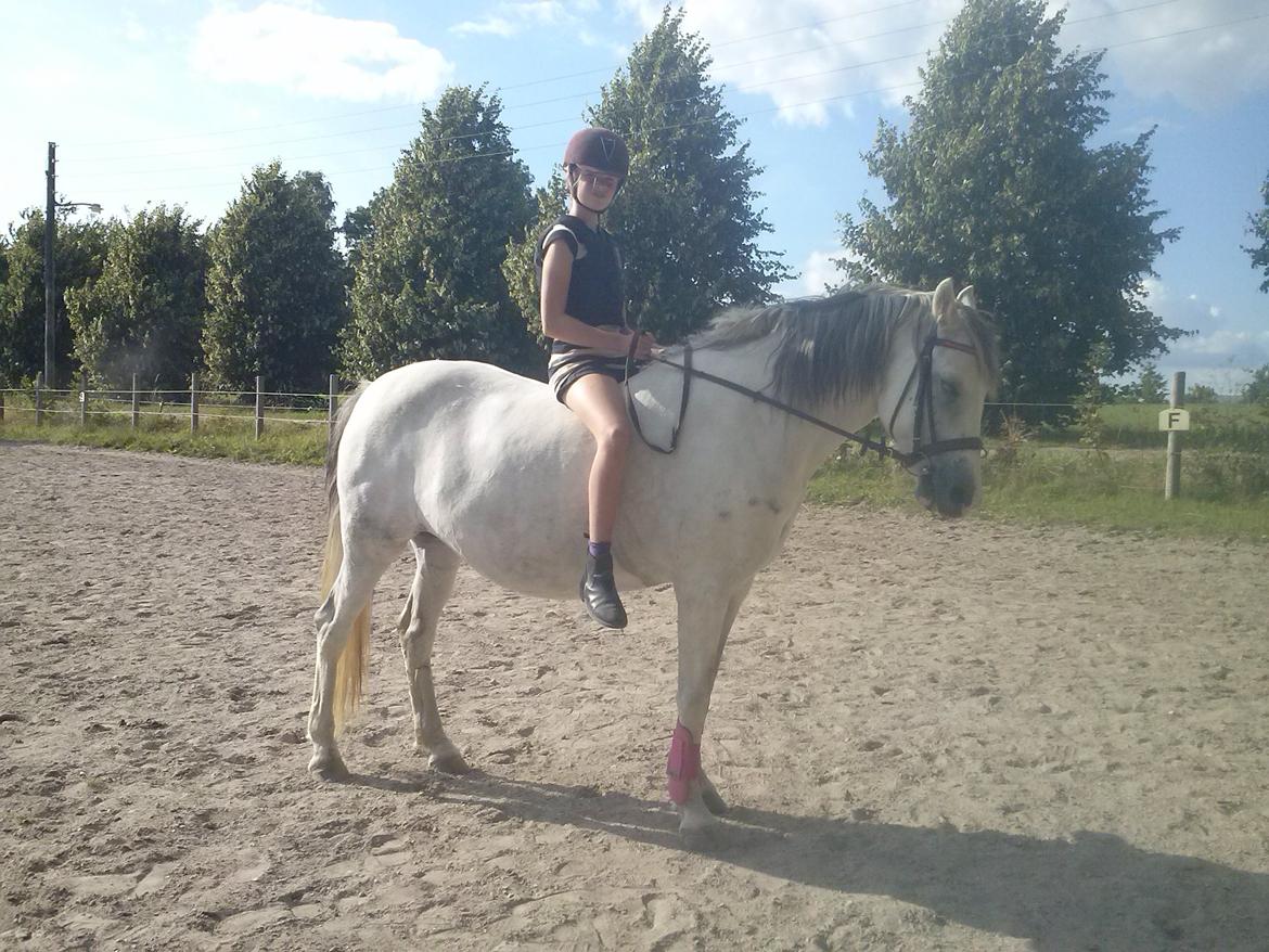 Hollandsk Sportspony Moonligt - der sidder Ann på henden  billede 17