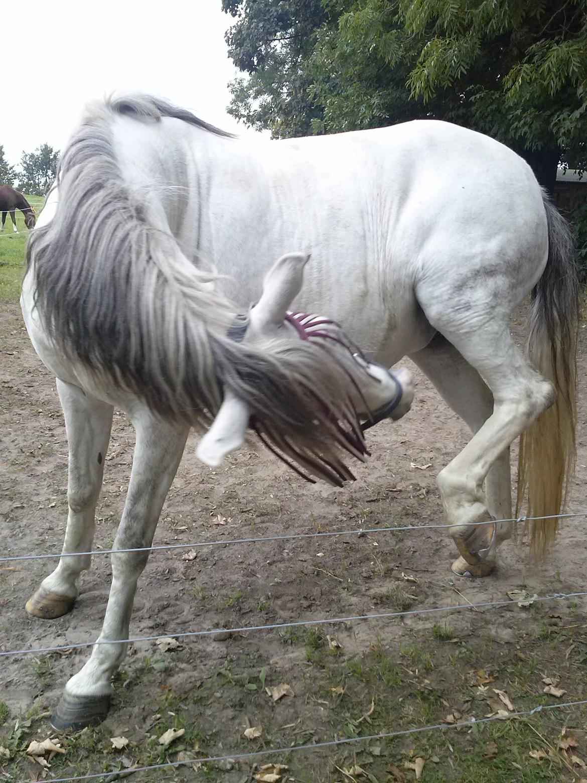 Hollandsk Sportspony Moonligt - klø klø billede 3