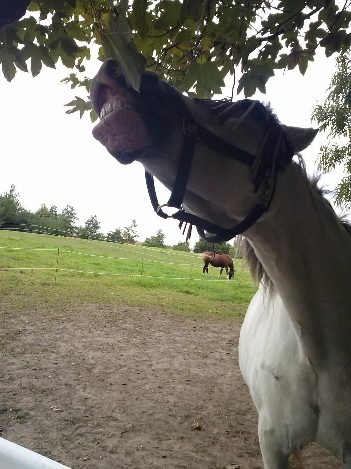 Hollandsk Sportspony Moonligt - der spiser hun af træet  billede 18
