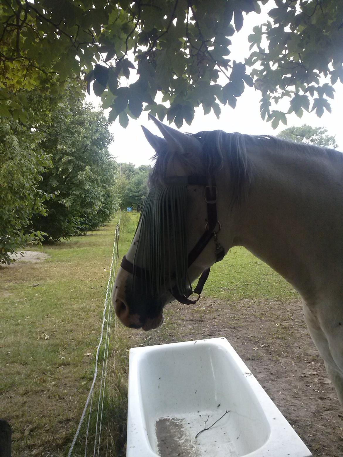 Hollandsk Sportspony Moonligt billede 19