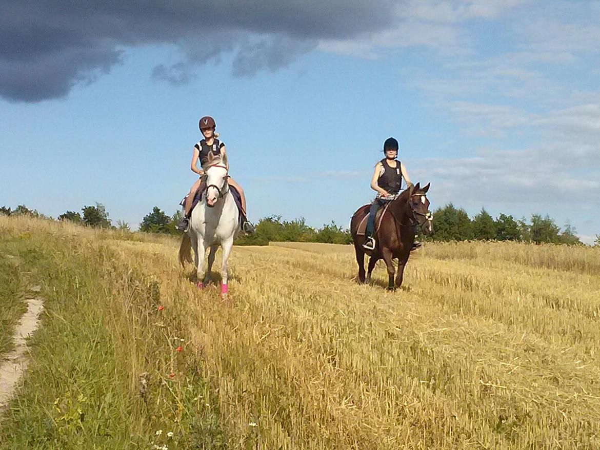 Hollandsk Sportspony Moonligt - der er de på tur Pompi (en der passer hende) Moonlight (en der passer hende) billede 2