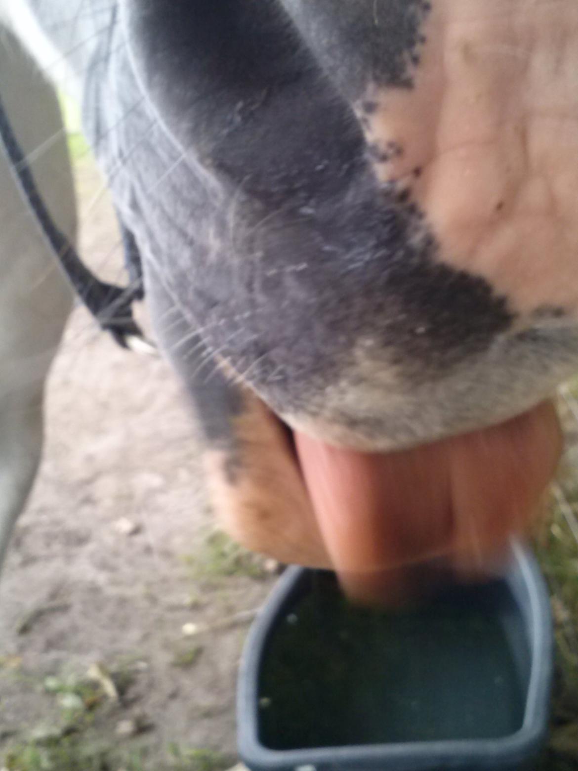 Hollandsk Sportspony Moonligt - kameraet er lækkert var billede 20