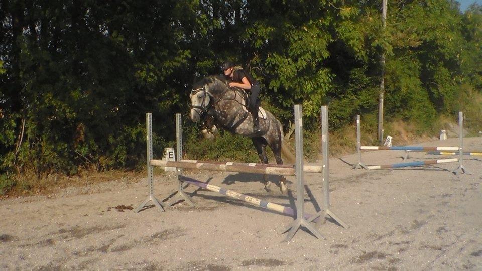 Anden særlig race Bech's Padraigh aka. Paddy :-) - Paddy synes vi springer for lavt... August 2013. billede 5