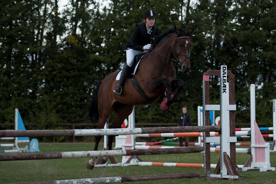 Dansk Varmblod - Adventure C. - Dejlige AC til stævne :) billede 2