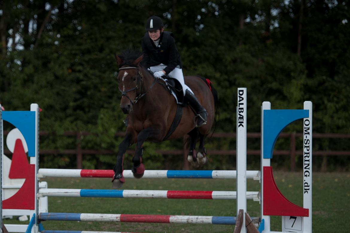 Dansk Varmblod - Adventure C. - Kænguru-style ;) billede 19