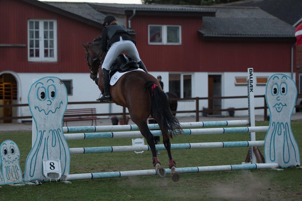 Dansk Varmblod - Adventure C. - Super seje AC <3 billede 11