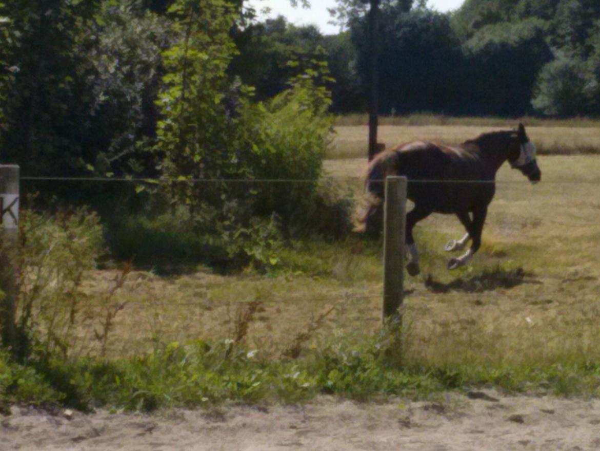 Dansk Varmblod Madame Pompie (Bygger) - der galopere hu på fold billede 10