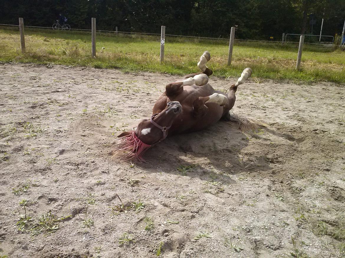 Dansk Varmblod Madame Pompie (Bygger) - der ruller hun sig billede 11