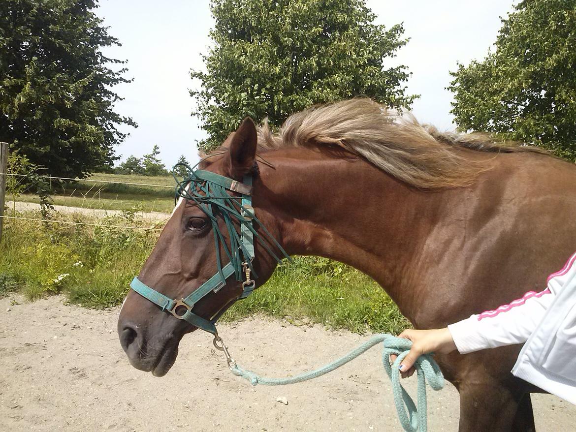 Dansk Varmblod Madame Pompie (Bygger) - er hendes hår ikke sejt billede 12