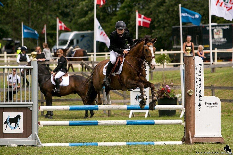 Tysk Sportspony Artos B-pony - D4-horseshow billede 19