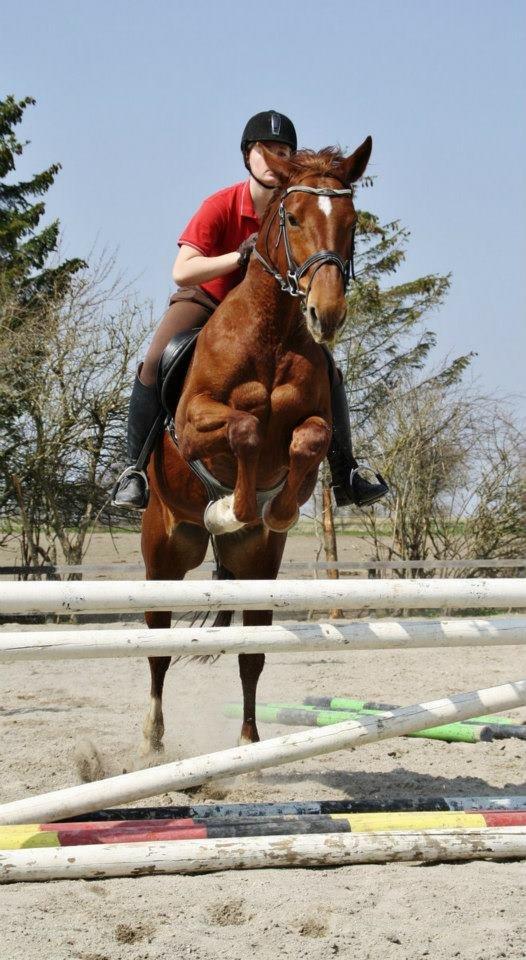 Dansk Varmblod Pittegårdens Cordoba billede 19