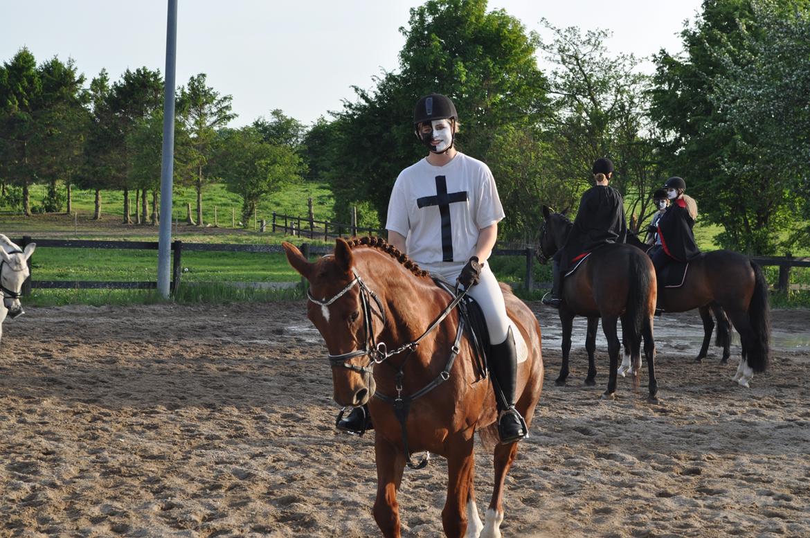 Dansk Varmblod Pittegårdens Cordoba billede 20