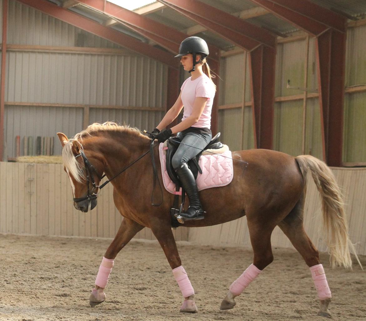 New Forest Vindegårdens Shining Safir - Undervisning af Dennis Holst <3 billede 16