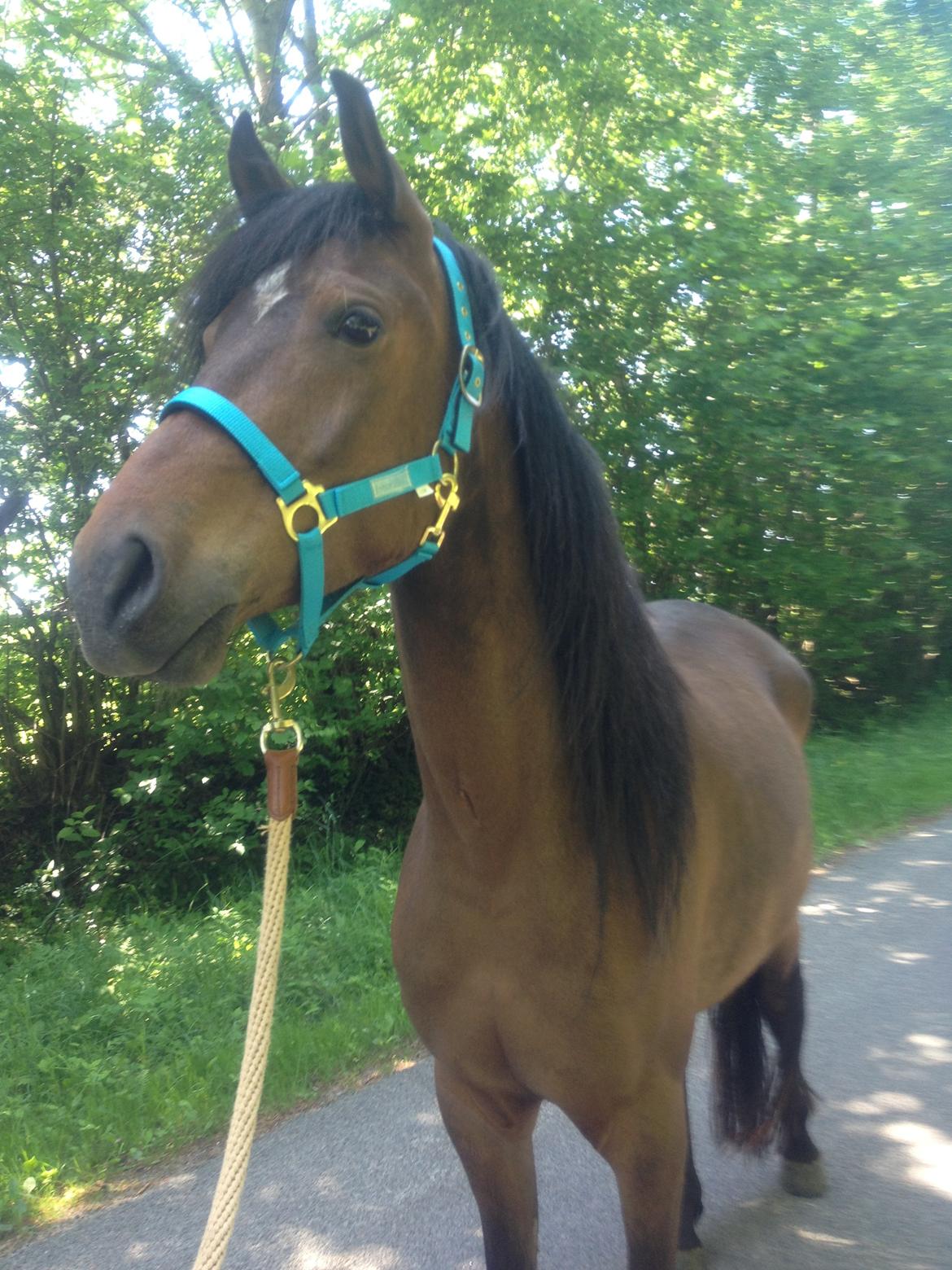 Anden særlig race Anubis - Anubis på gå tur billede 2