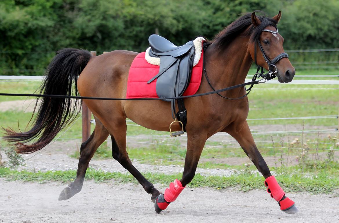 Anden særlig race Anubis - longering billede 3