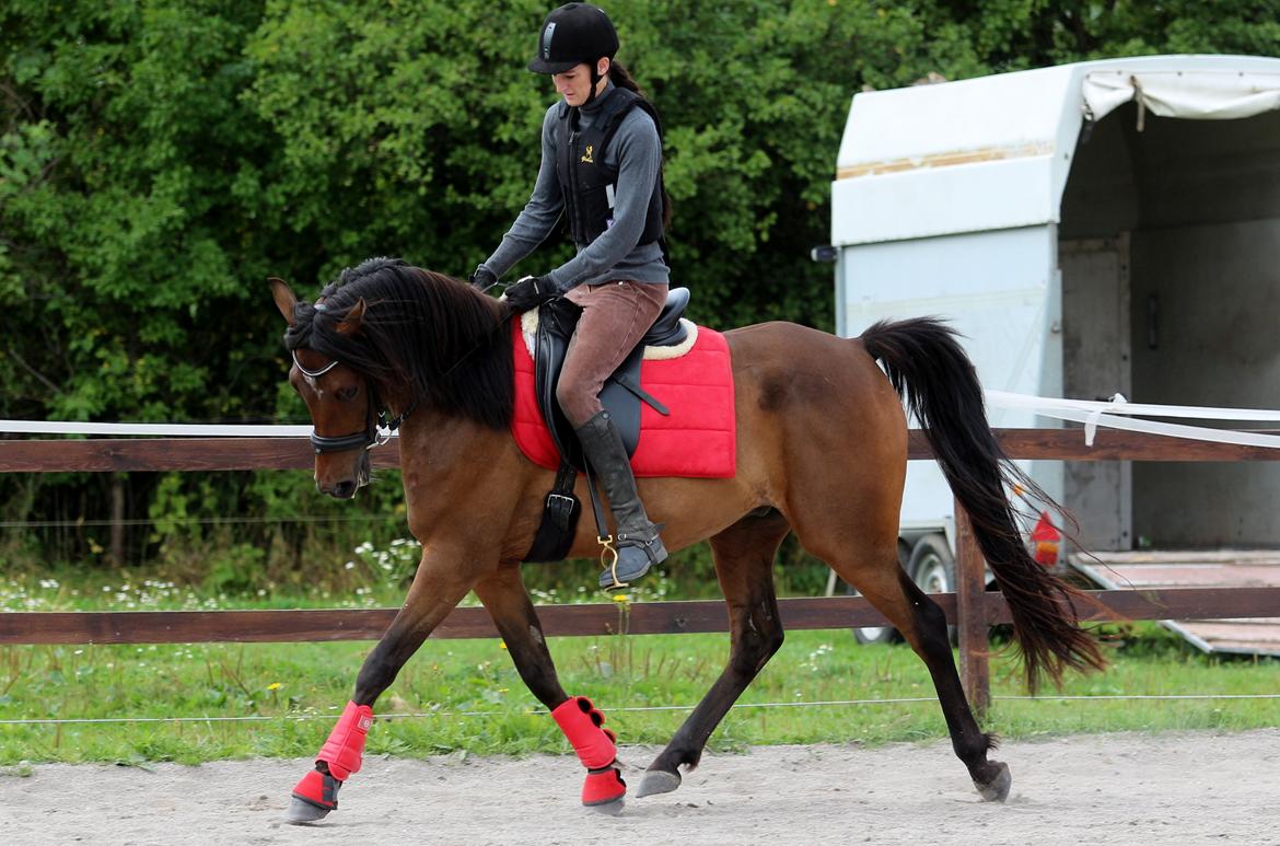 Anden særlig race Anubis - maria 10 gang på ryggen af Anubis billede 4