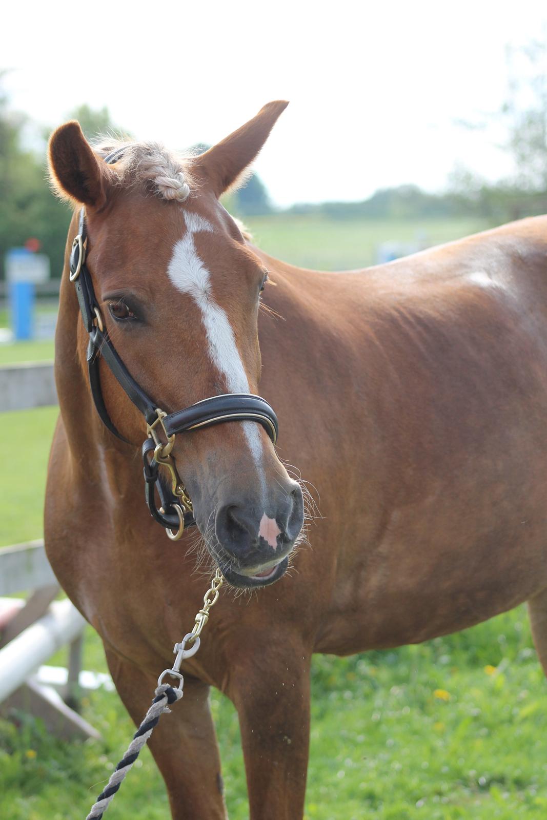 New Forest Vindegårdens Shining Safir - verdens smkkeste  billede 18