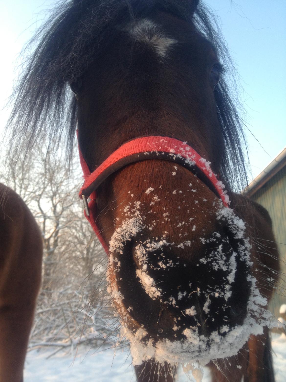 Anden særlig race Anubis - Hygge i sneen billede 5