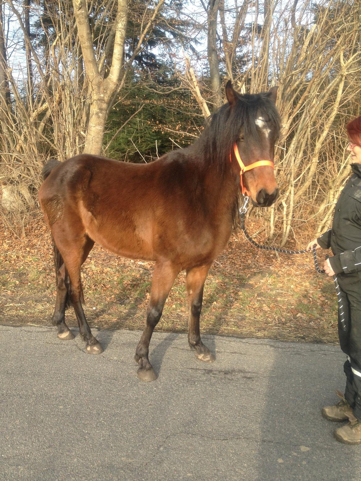 Anden særlig race Anubis - fra lige da jeg har købt Anubis billede 6
