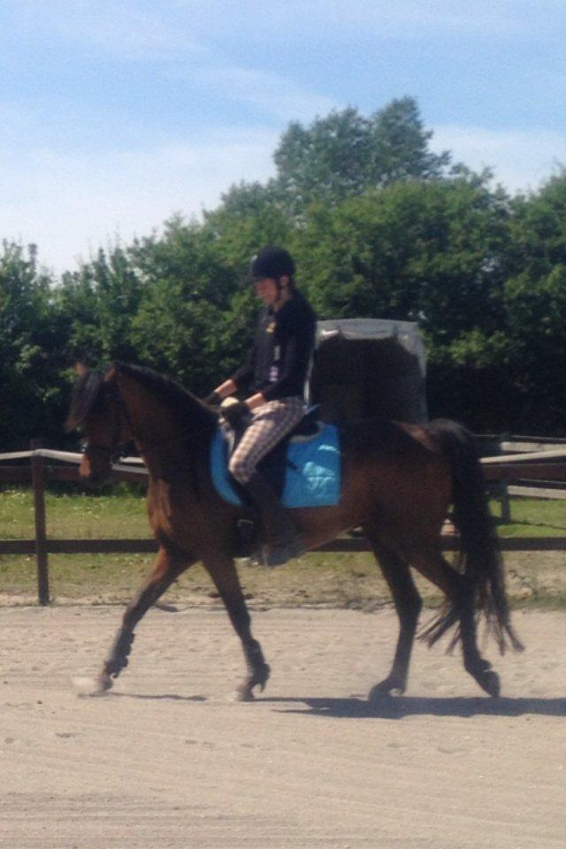 Anden særlig race Anubis - Maria 8 gang på ryggen af Anubis billede 7