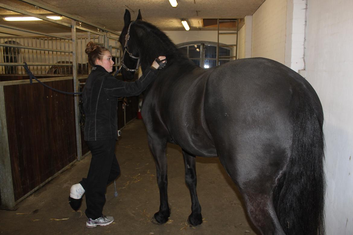 Anden særlig race KJÆRSGAARDS MOONLIGHT - Monse blev striglet trods ben i gips. Marts 2013 ca. 1 måned efter rideulykken. billede 41