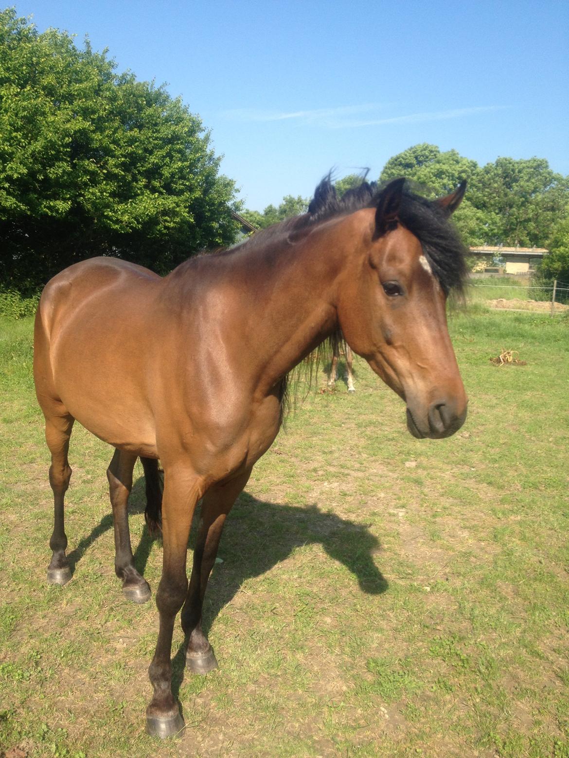 Anden særlig race Anubis - Hygge på folden billede 8