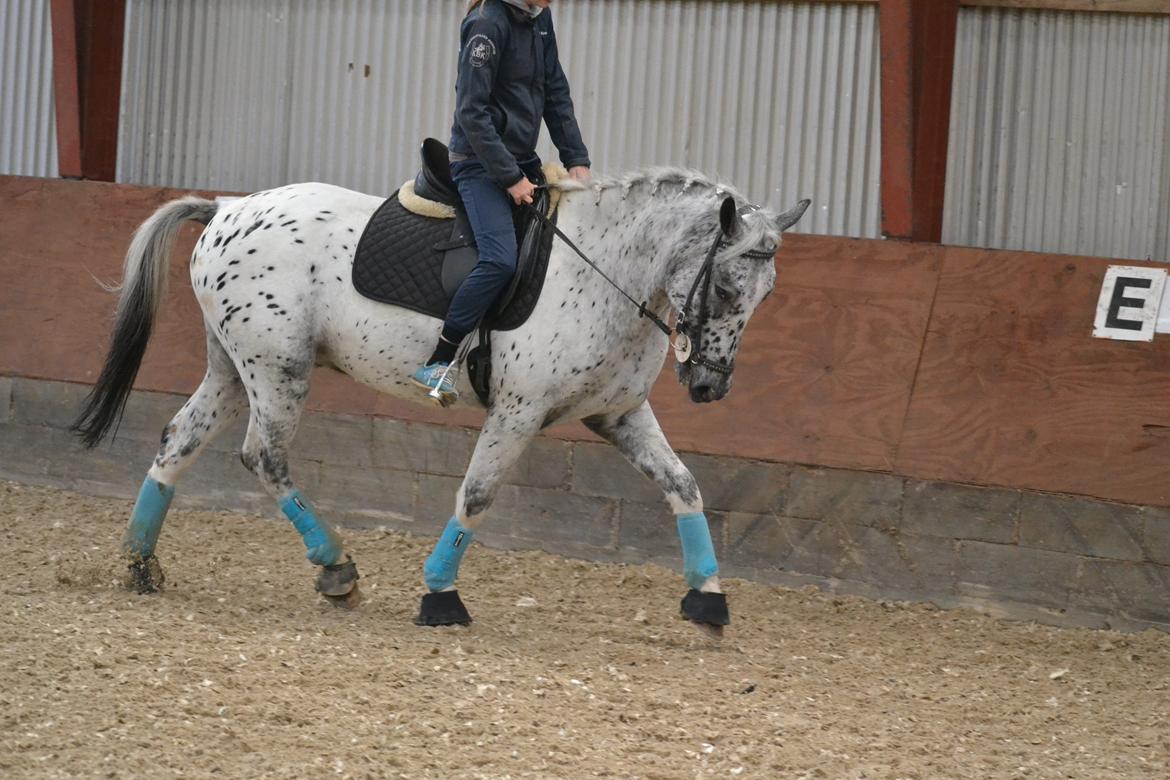 Knabstrupper Xander billede 9