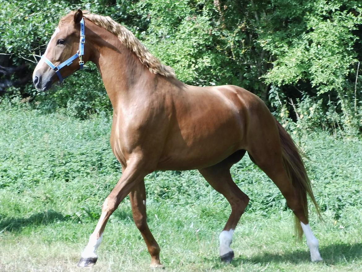 Palomino Brogaards shooting star - Star er lige blevet lukke på sommergræs, en mdr´velfortjent ferie stænger hun til efter træning til kåring d.13 aug 2013 billede 15