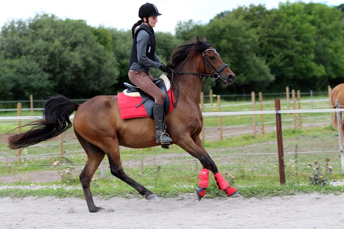 Anden særlig race Anubis - kan godt blive vild billede 9