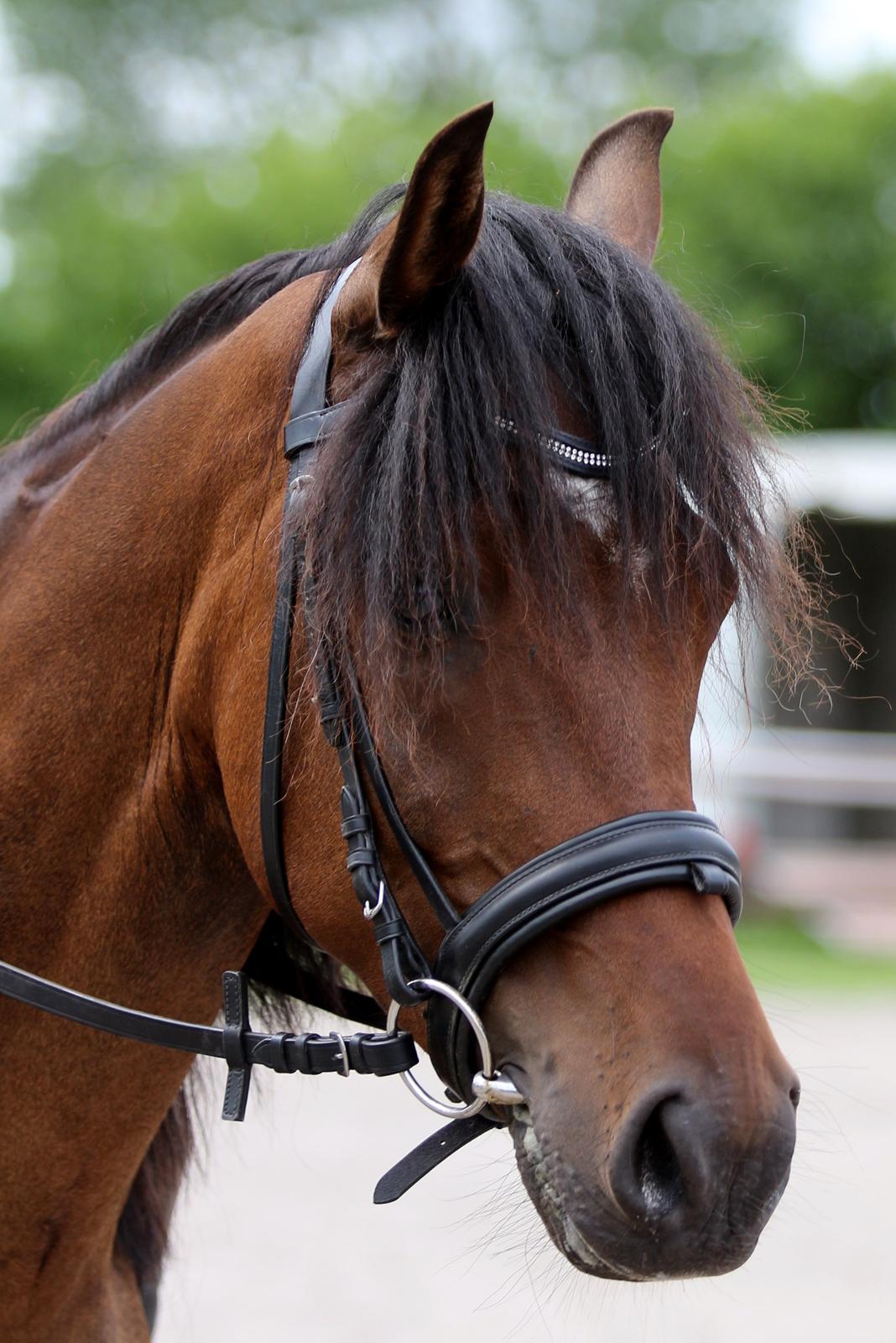 Anden særlig race Anubis billede 10