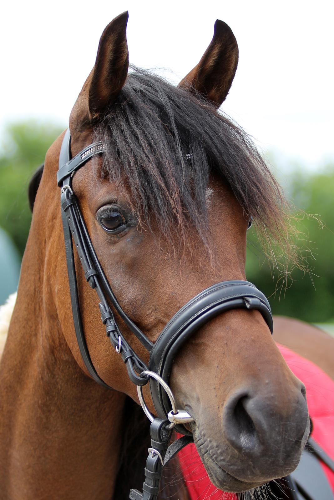 Anden særlig race Anubis billede 1