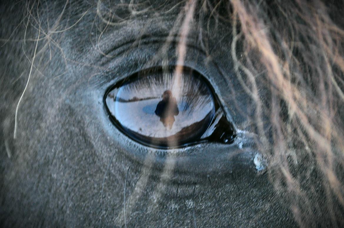 Anden særlig race KJÆRSGAARDS MOONLIGHT - Moonlights smukke øje.
2010 billede 19