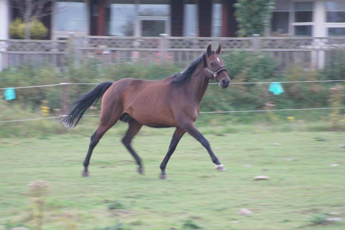 Dansk Varmblod Spanggårds Whitney (RDH) - D. 31. August 2013, dagen efter hendes ankomst :) billede 39