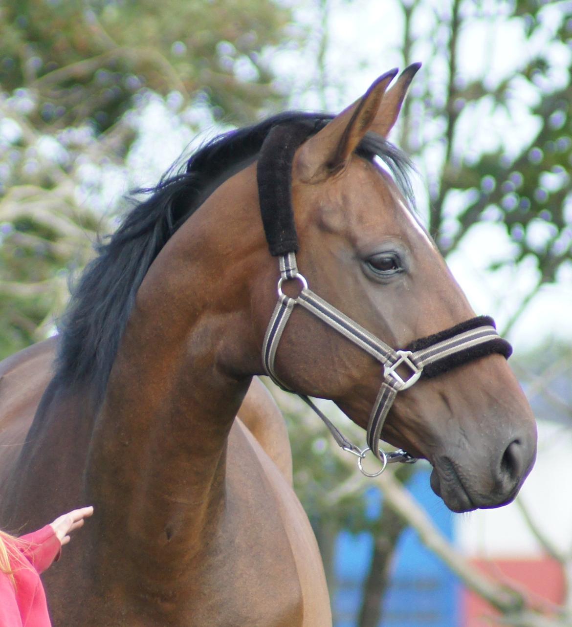 Dansk Varmblod Spanggårds Whitney (RDH) - D. 31. August 2013, dagen efter hendes ankomst :) billede 33