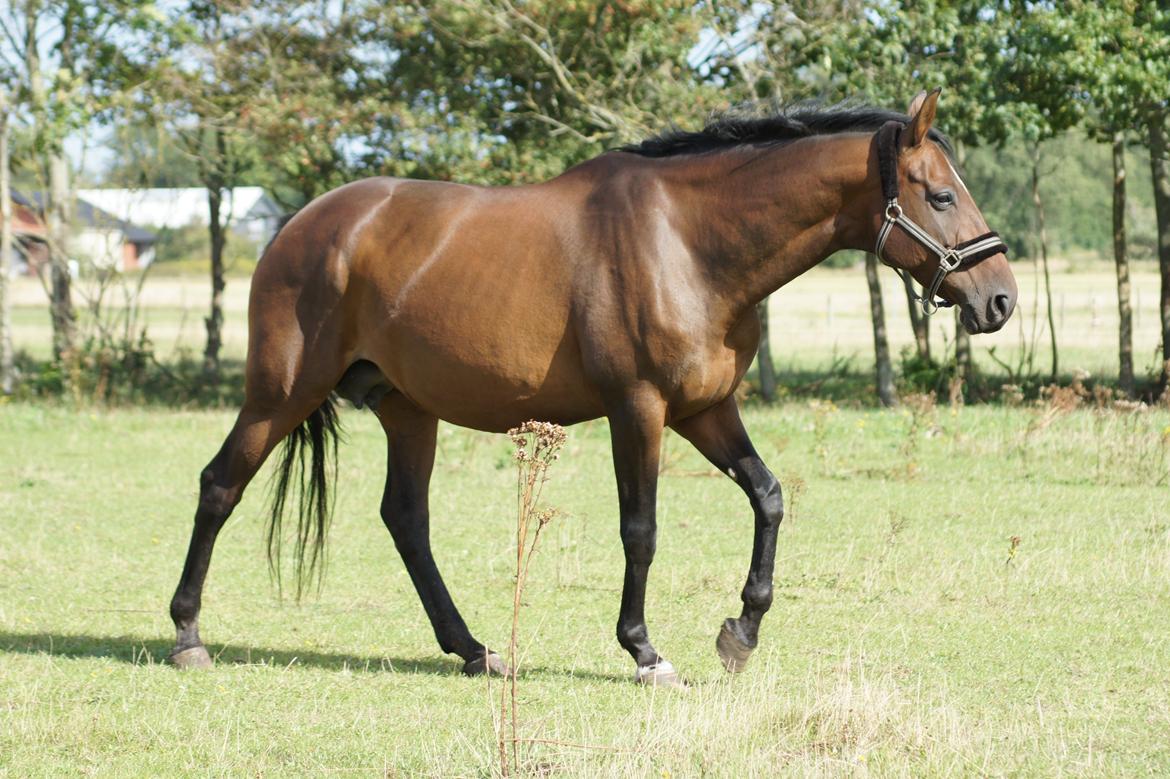 Dansk Varmblod Spanggårds Whitney (RDH) - D. 31. August 2013, dagen efter hendes ankomst :) billede 40