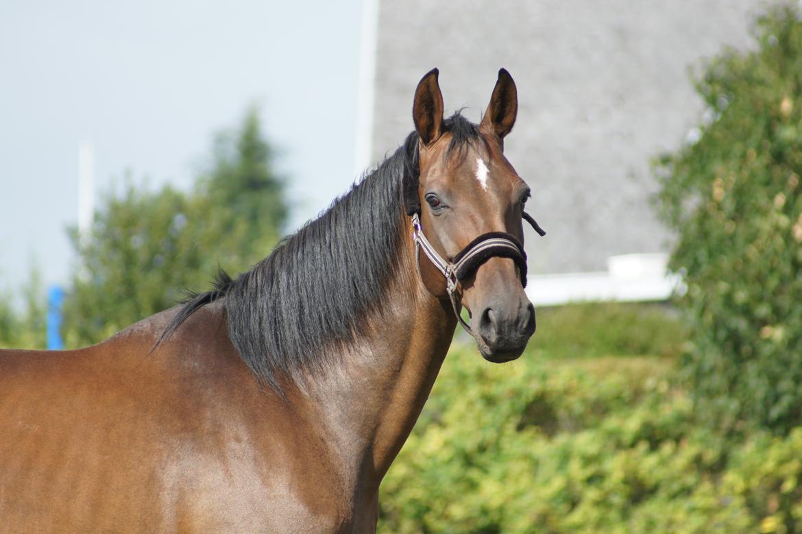 Dansk Varmblod Spanggårds Whitney (RDH) - D. 31. August 2013, dagen efter hendes ankomst :) billede 41