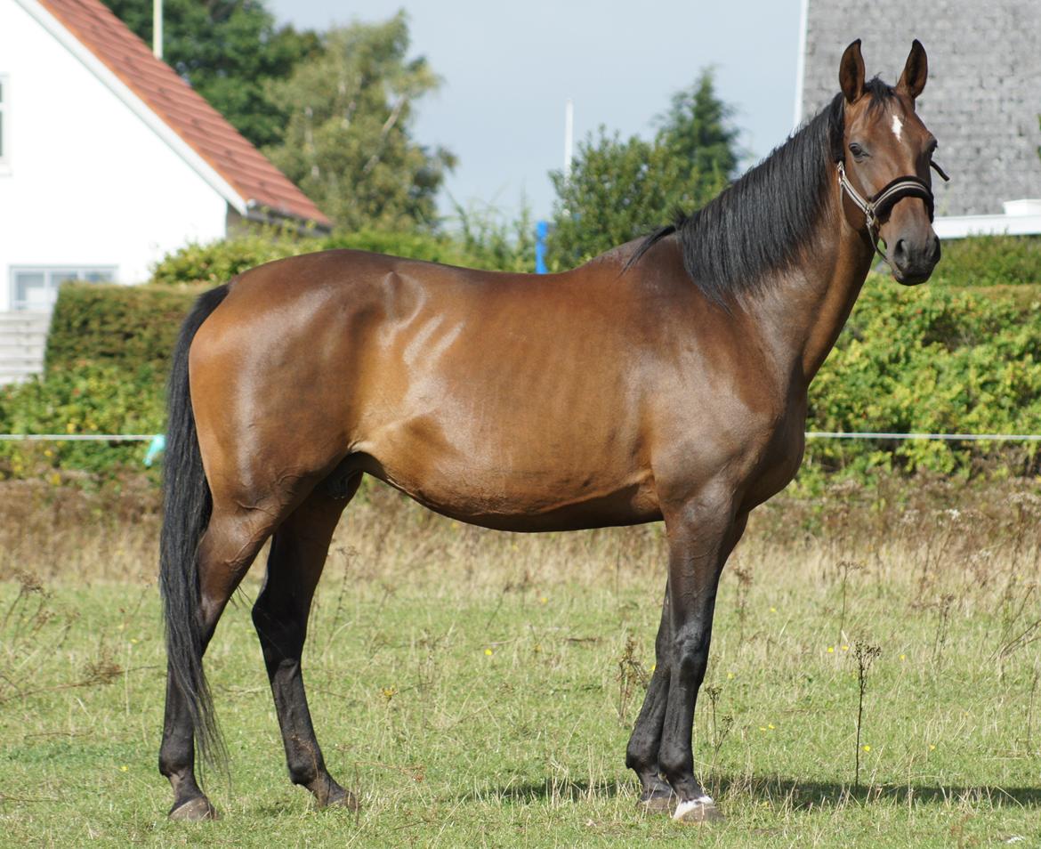 Dansk Varmblod Spanggårds Whitney (RDH) - D. 31. August 2013, dagen efter hendes ankomst :) billede 44