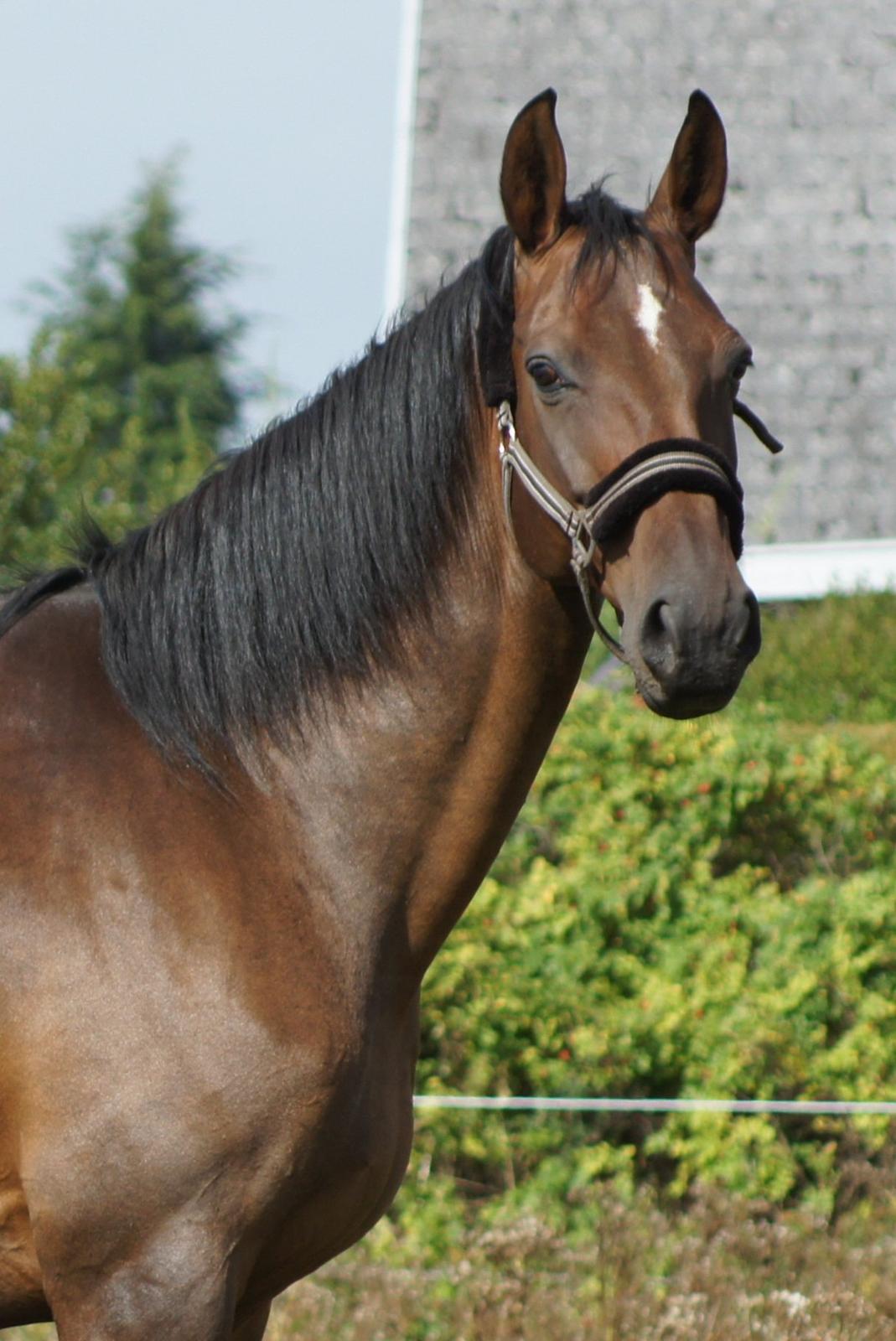 Dansk Varmblod Spanggårds Whitney (RDH) - D. 31. August 2013, dagen efter hendes ankomst :) billede 37