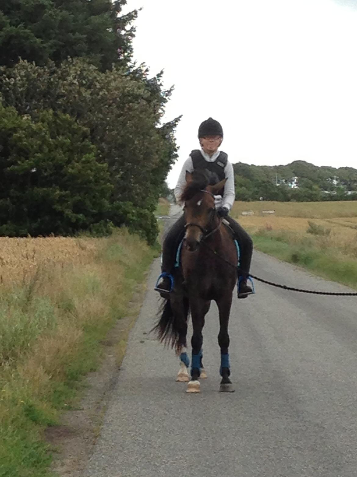 New Forest Marrondales Floyd billede 18