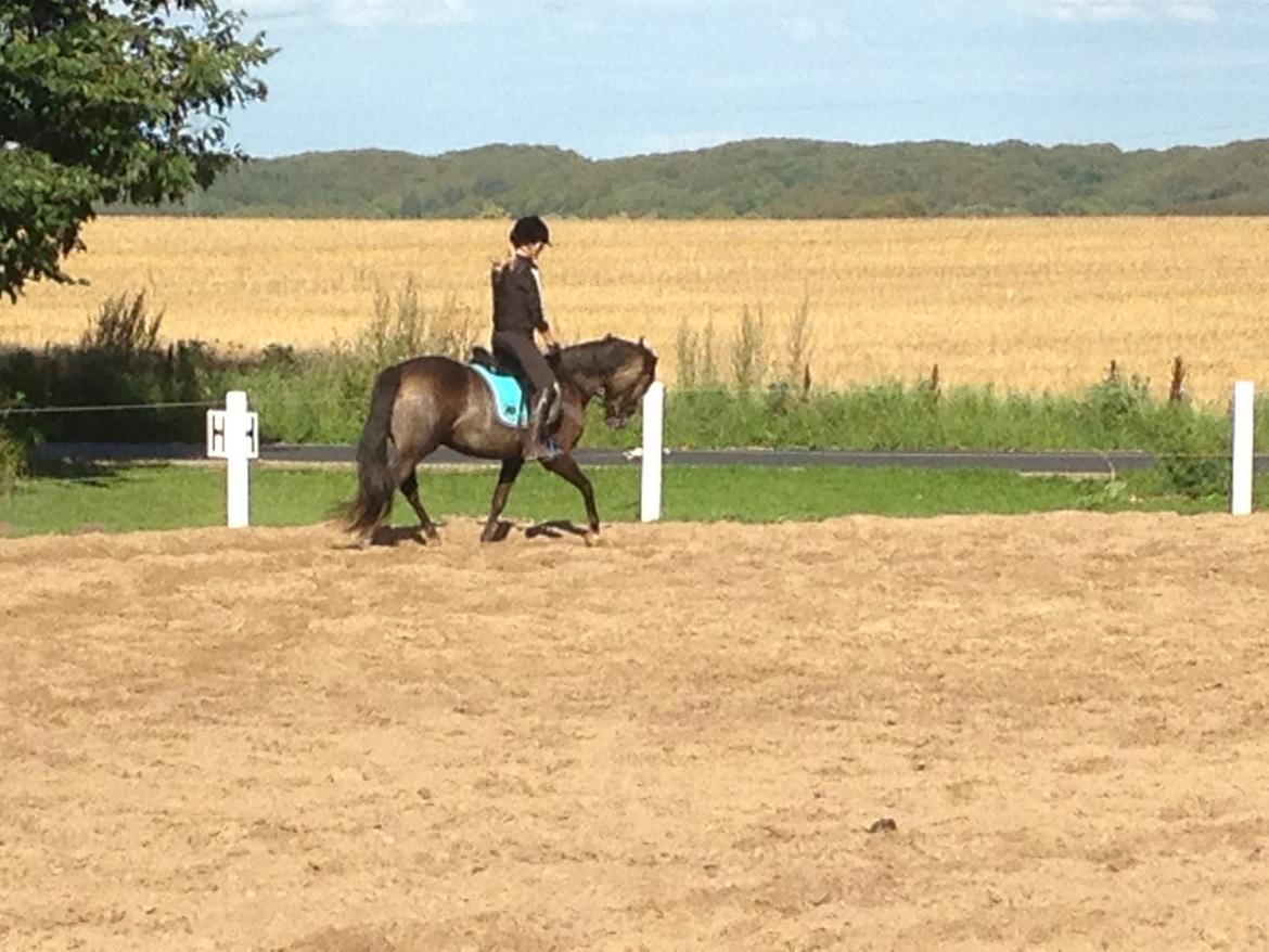 New Forest Marrondales Floyd billede 19