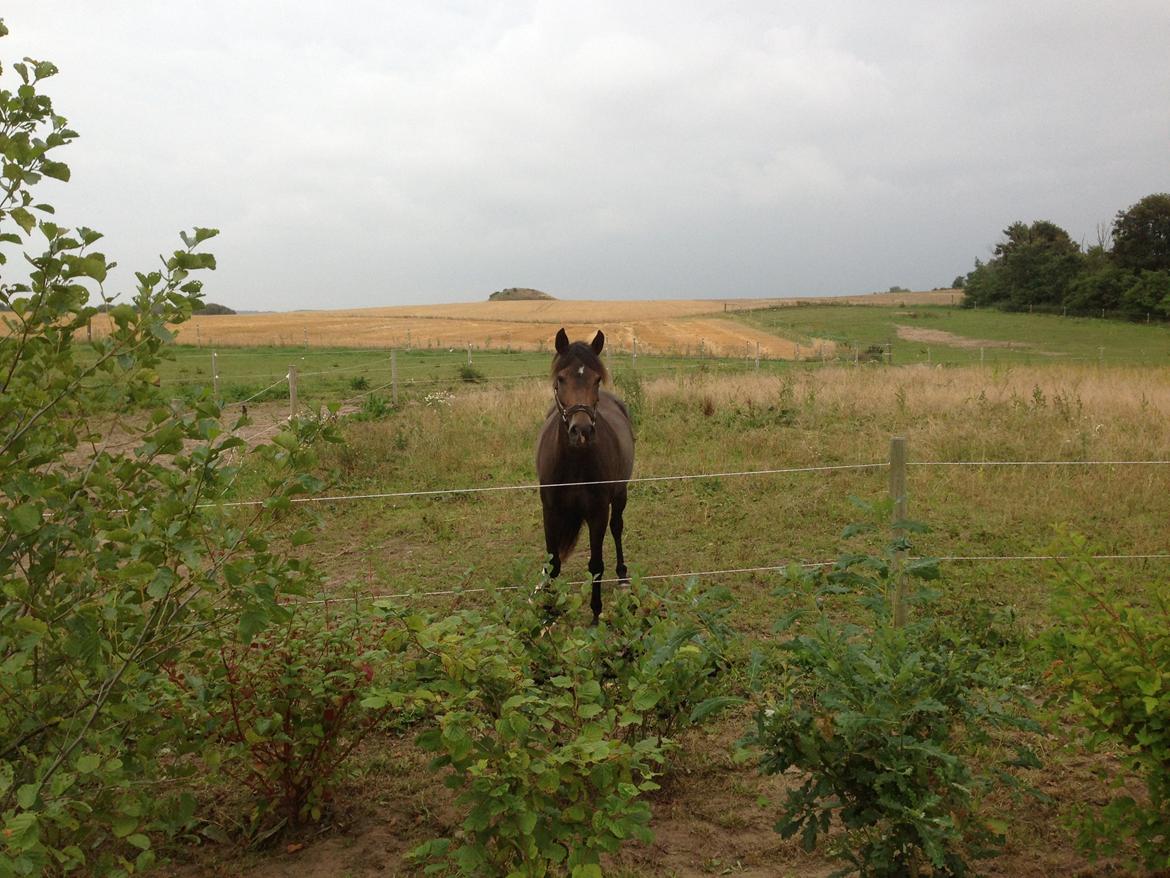 New Forest Marrondales Floyd billede 20