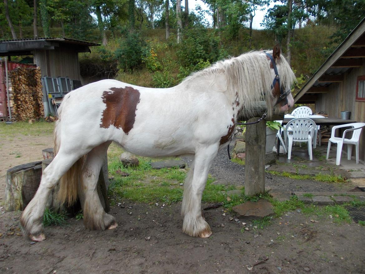 Irish Cob ITS Hazel - 1. September 2013 i regnvejr, det synes vi ikke om! billede 5