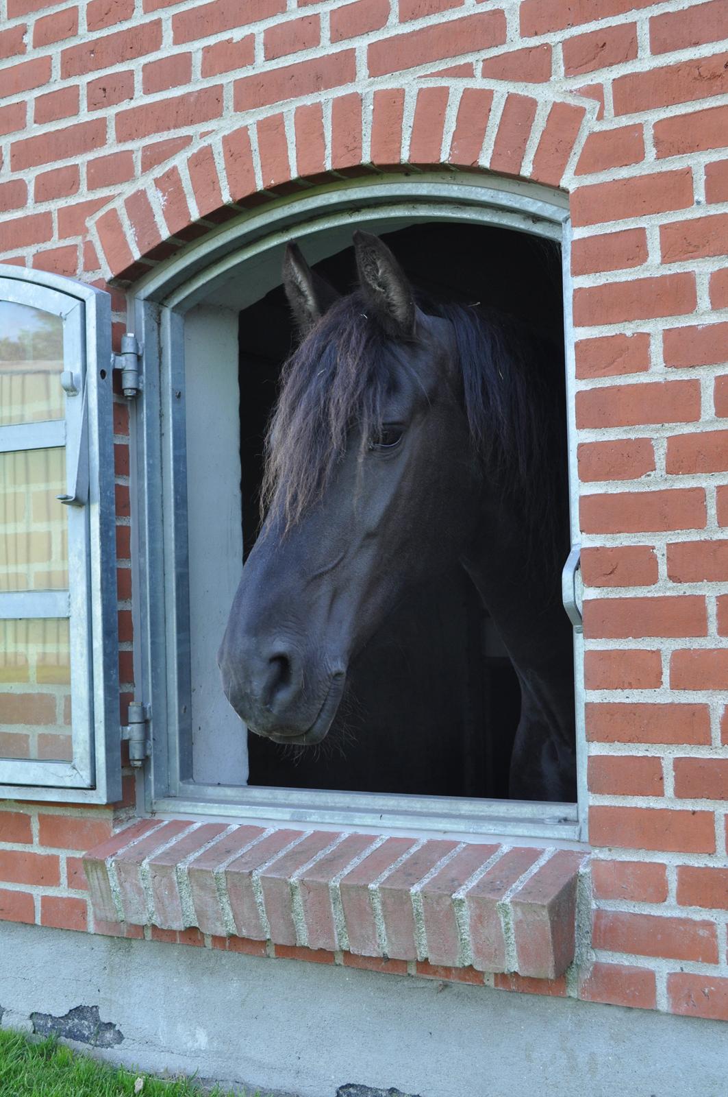 Frieser AKKE FAN DE SLACHTEDYK (Red og passede) - Akke-lakke kígger ud af sit vindue, forår 2012. billede 23