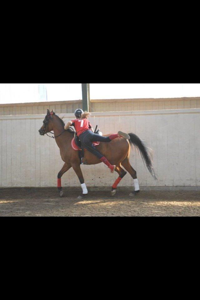 Arabisk fuldblod (OX) Wafeeq OX billede 15