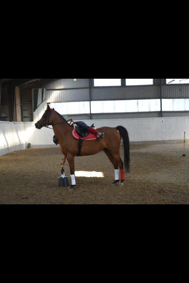 Arabisk fuldblod (OX) Wafeeq OX billede 22