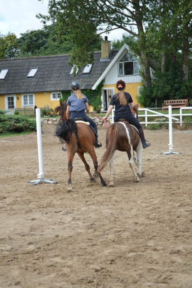 Arabisk fuldblod (OX) Wafeeq OX billede 7