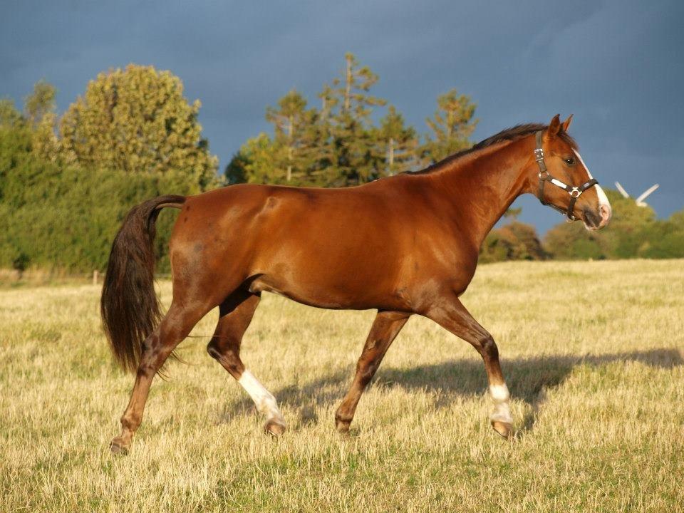 Tysk Sportspony Artos B-pony - Tossen på fold <3 billede 21