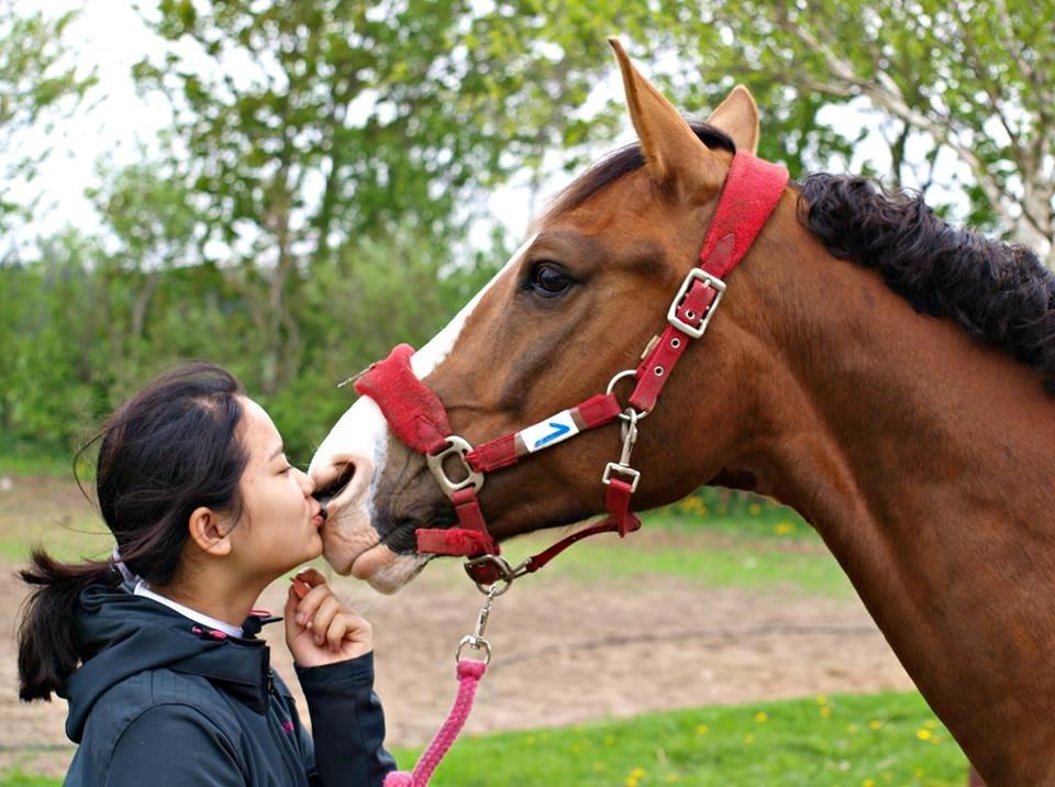 Tysk Sportspony Artos B-pony - Et lille kys efter et vellykket stævne <3 billede 42