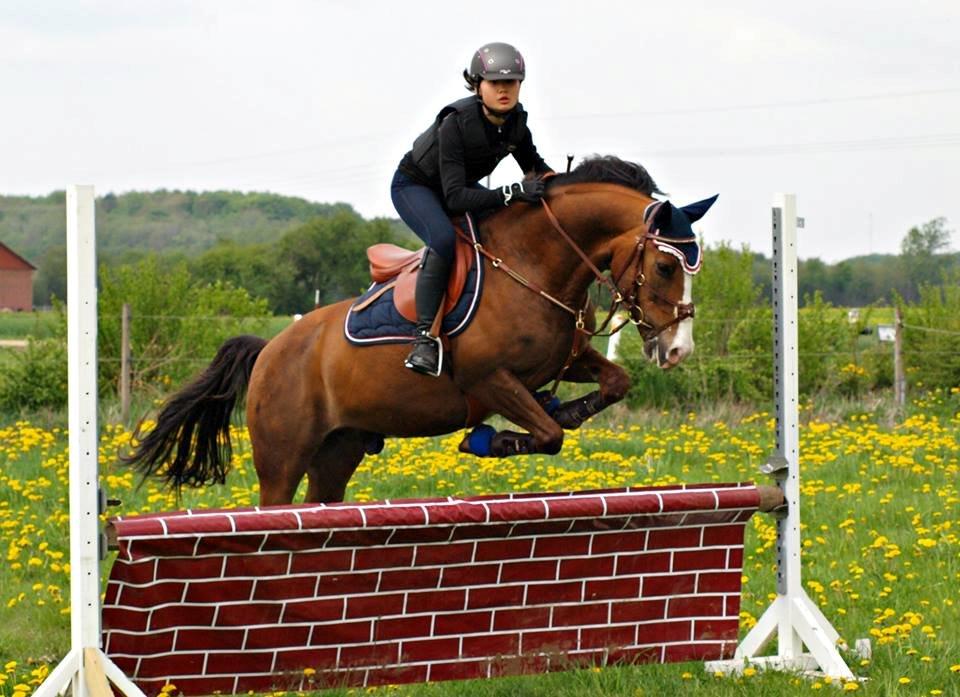 Tysk Sportspony Artos B-pony - Springtæning sommeren 2013 <3 billede 30